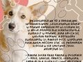 Plakat informujący o zbiórce karmy dla zwierząt. Po lewej stronie plakatu pies