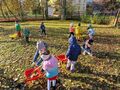 Dzieci pracują w ogrodzie przedszkolnym- zbierają liście z użyciem grabek i taczek